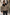 Lammfelljacke JAMES Camel – Premium Herren Bomberjacke aus Merino Lammfell