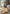 Premium Lammfell Coburger Fuchsschaf Hellbraun