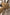 Damen-Wollhandschuhe S10 aus reiner Schurwolle Camel