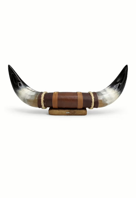 Bull horn wall decoration isolated on a white background, front view with visible wooden holder and leather strap.