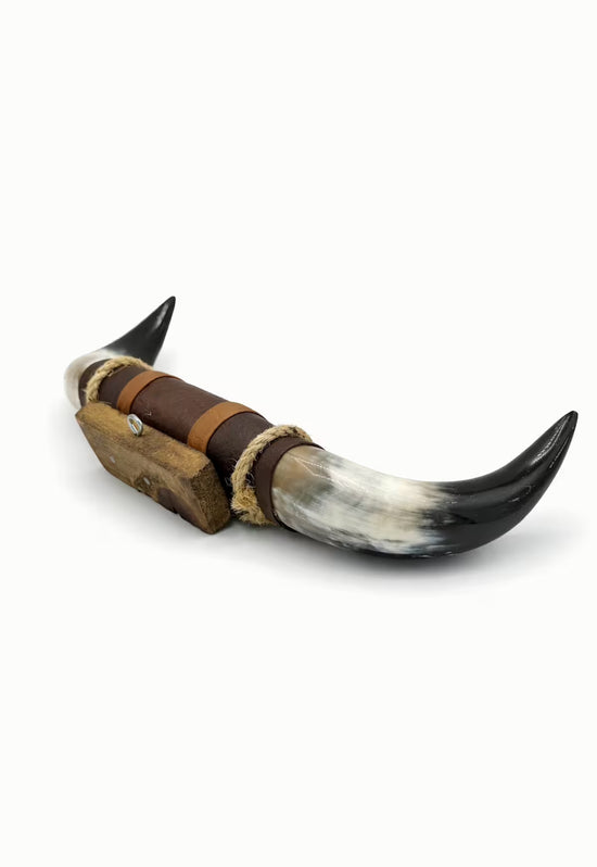 Bull horn wall decoration isolated on a white background, side view with a curved horn tip.