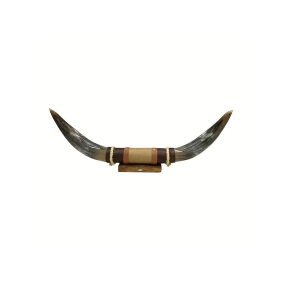 Bull horn wall decoration with leather and wooden holder, cut out on a white background.