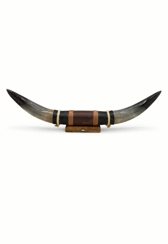 Bull horn wall decoration in natural horn with leather and wood holder, isolated in detail view