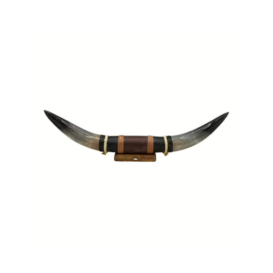 Bull horn wall decoration in natural horn with leather and wood holder, isolated from the front