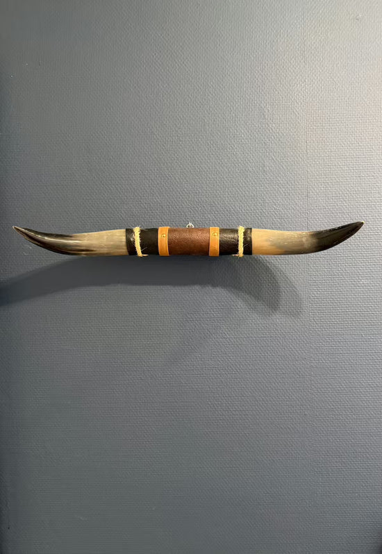 Bull horn wall decoration in natural horn with leather and wood holder on a grey wall