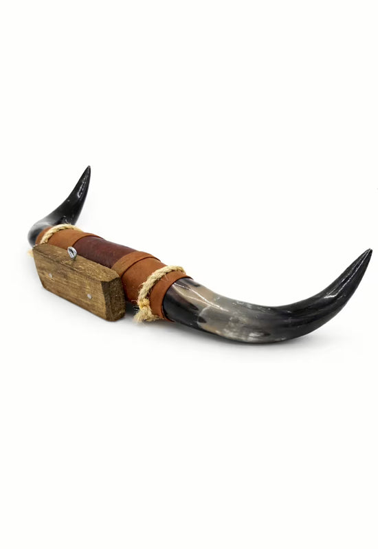Bull horn wall decoration made from natural horn with a leather and wood holder, isolated on white.
