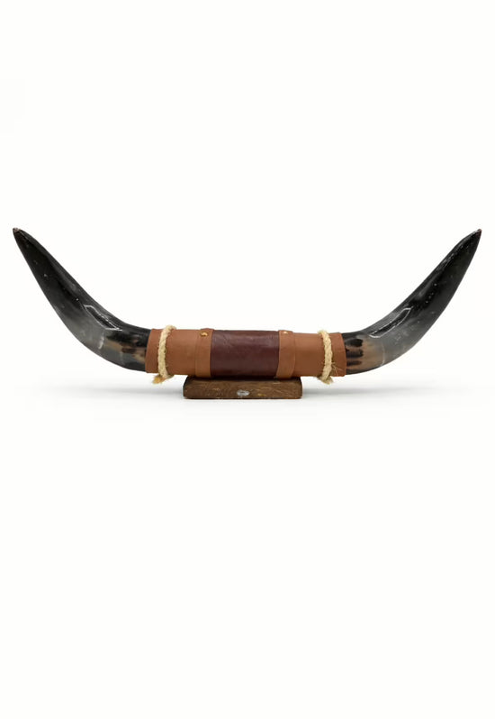 Bull horn wall decoration made from natural horn with a leather and wood holder, isolated frontally on white.
