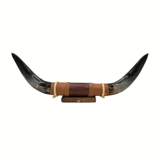 Bull horn wall decoration made from natural horn with a leather and wood holder, isolated front view.