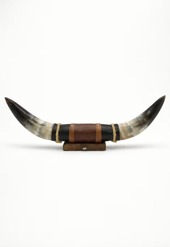Natural horn wall decoration with leather and wood mount, isolated on a white background